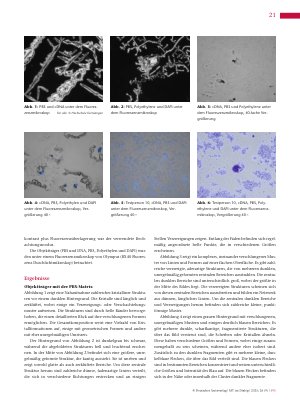 Vorschauseite 3: Fluoreszenzmikroskopische Darstellung von Mikroplastik