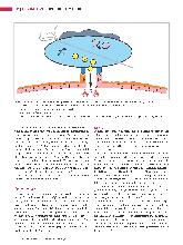 Vorschauseite 3: Trichomonas vaginalis: Ein Protozoon aus der Gruppe der Flagellaten.