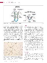 Vorschauseite 3: Giardia intestinalis: Ein Protozoon aus der Gruppe der Flagellaten.