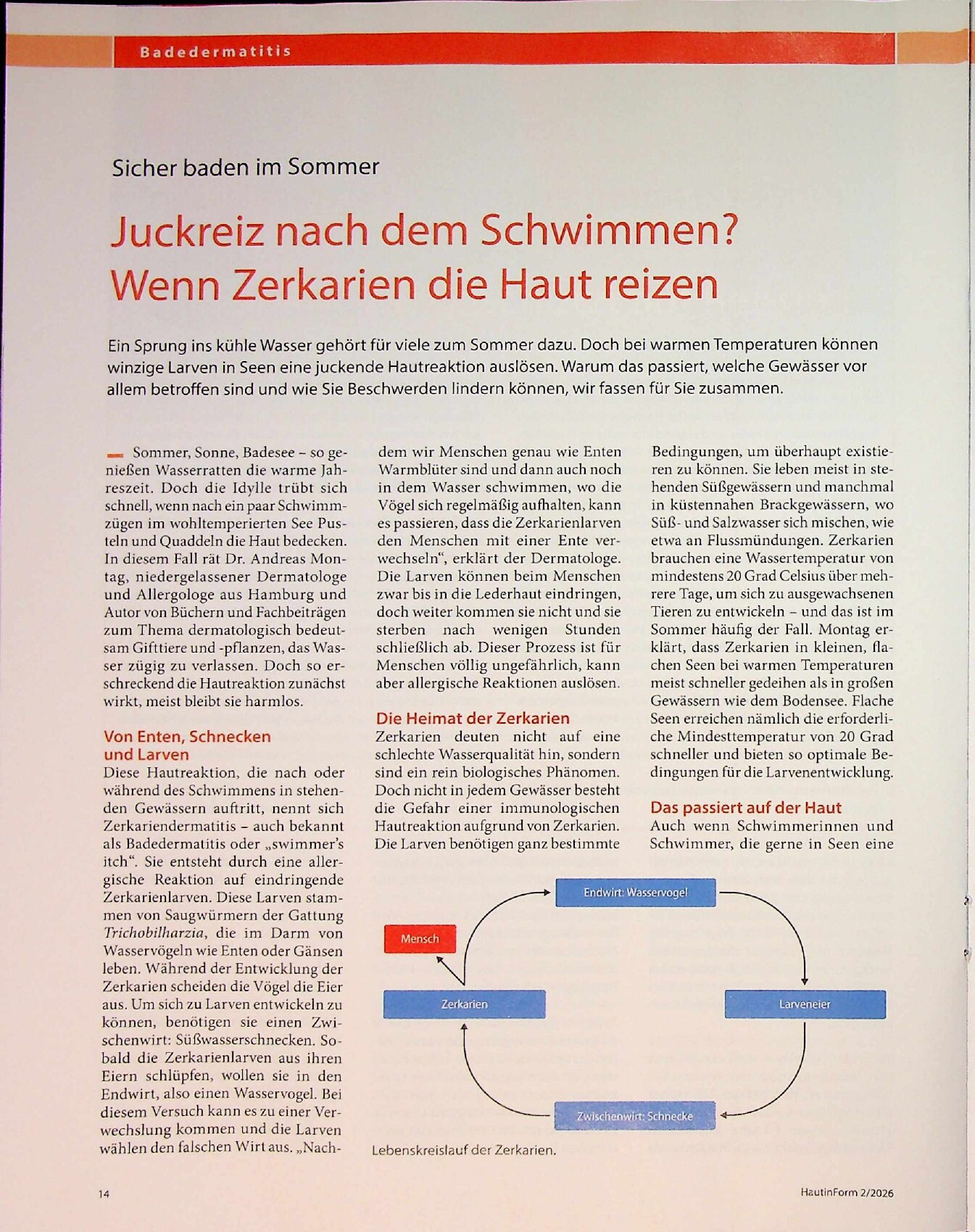 Vorschauseite 1: Sicher baden im Sommer. Juckreiz nach dem Schwimmen? Wenn Zerkarien die Haut reizen