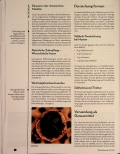 Vorschauseite 4: Die Süßholzwurzel - Liquiritiae radix