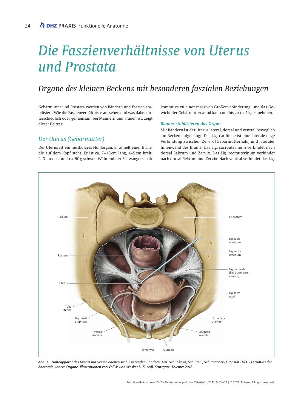 Vorschauseite 1: Die Faszienverhältnisse von Uterus und Prostata