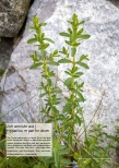 Vorschauseite 1: Johanniskraut: Hypericum perforatum