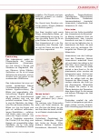 Vorschauseite 2: Johanniskraut: Hypericum perforatum