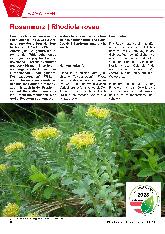 Vorschauseite 1: Rosenwurz | Rhodiola rosea