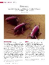 Vorschauseite 1: Listeriose: Eine lebensmittelbedingte Infektion, besonders gefährlich für Alte, Abwehrgeschwächte und Schwangere.