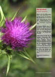 Vorschauseite 1: Mariendistel