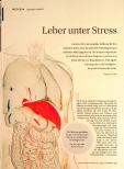 Vorschauseite 1: Leber unter Stress