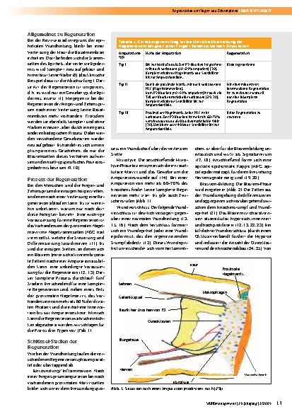 Vorschauseite 2: Regeneration der Fingerund Zehenspitzen nach Verletzungen