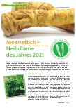 Vorschauseite 1: Meerrettich – Heilpflanze des Jahres 2021