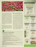 Vorschauseite 2: Echinacea purpurea und Acerola: Ein starkes Duo für ein gut funktionierendes Immunsystem