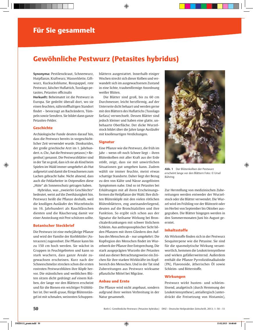 Vorschauseite 1: Für Sie gesammelt – Gewöhnliche Pestwurz (Petasites hybridus)
