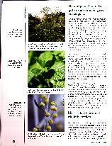 Vorschauseite 4: Harmonie der Mitte dank pflanzlicher Urtinkturen