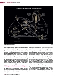 Vorschauseite 5: Pest: Die Katastrophe des Mittelalters. Heute nur noch eine historische Infektionskrankheit in Europa?
