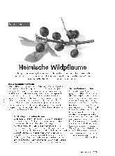 Vorschauseite 1: Heimische Wildpflaume