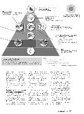 Vorschauseite 2: Die Gießener vegane Lebensmittelpyramide
