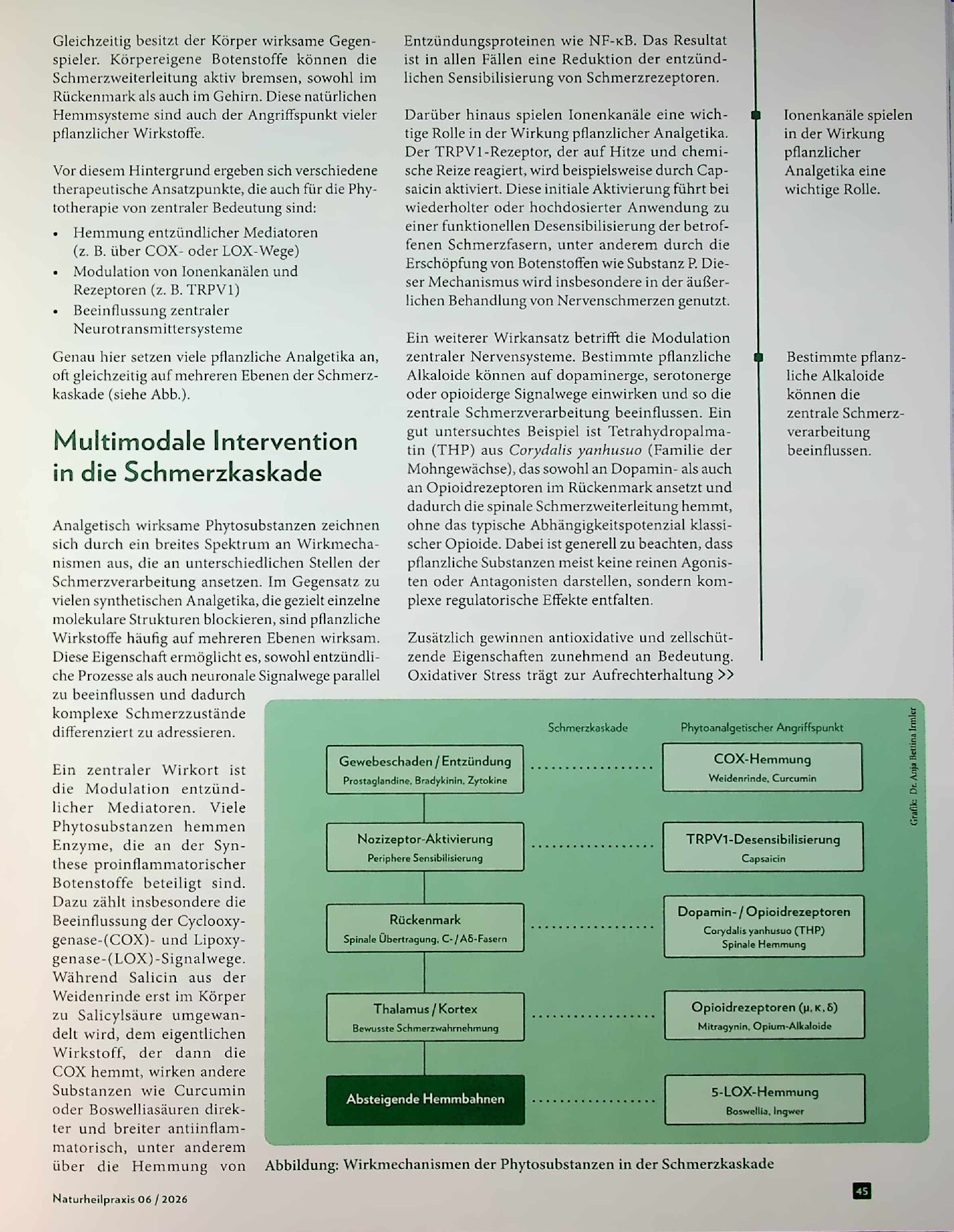 Vorschauseite 2: Mit Phytotherapie in Schmerz begegnen. Die wirksamsten analgetischen Pflanzenstoffe