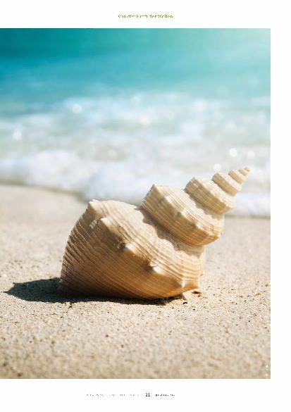 Vorschauseite 2: Muschel und Meer