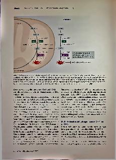 Vorschauseite 2: Therapeutische Inhibition mutierter Isocitratdehydrogenasen (mIDH) Onkometabolismus und epigenetische Dysregulation im Visier