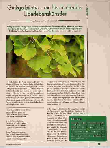 Vorschauseite 1: Ginkgo biloba - ein faszinierender Überlebenskünstler