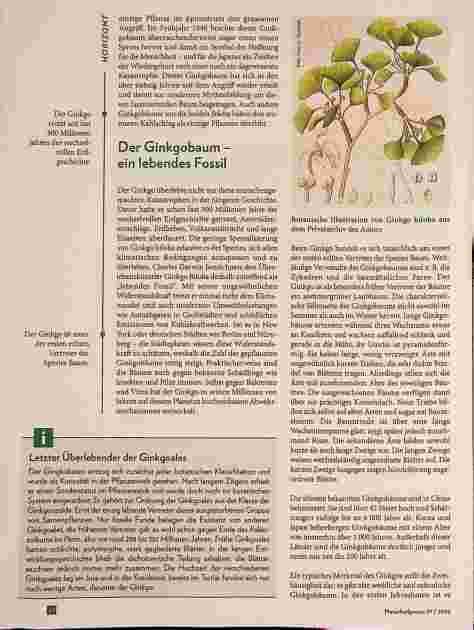 Vorschauseite 2: Ginkgo biloba - ein faszinierender Überlebenskünstler