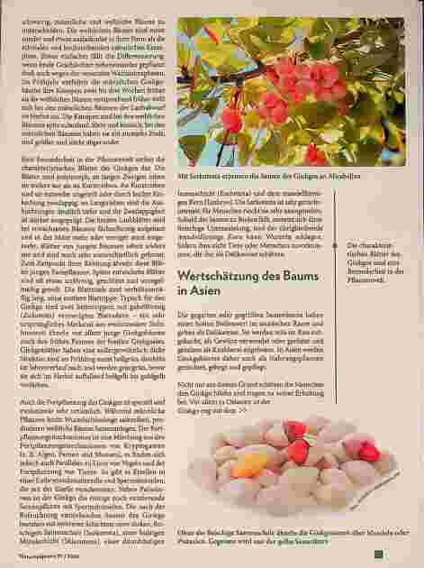Vorschauseite 3: Ginkgo biloba - ein faszinierender Überlebenskünstler