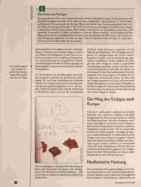 Vorschauseite 4: Ginkgo biloba - ein faszinierender Überlebenskünstler