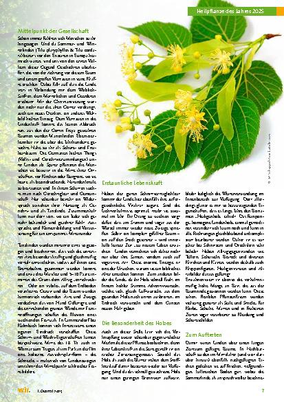 Vorschauseite 2: Kraft und Freundlichkeit vereint – die Linde als Heilpflanze