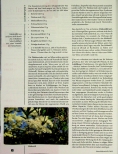 Vorschauseite 3: Tees und Tinkturen bei häufigen chronischen Beschwerden: Schuppenflechte, Endometriose, Fibromyalgie und Long-COVID