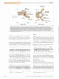 Vorschauseite 3: Spinalund Periduralanästhesie