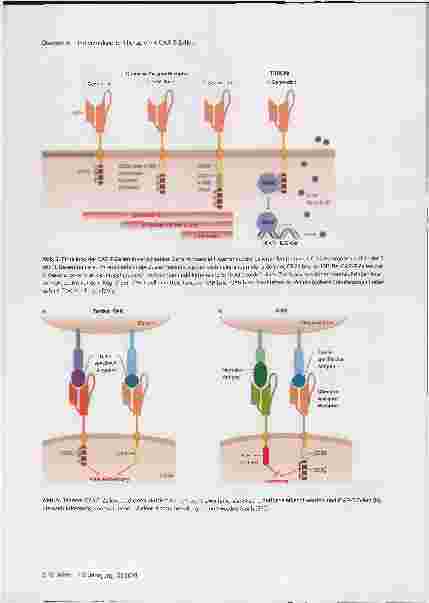 Vorschauseite 5: CAR-T-Zellen zur individualisierten Therapie rezidivierender oder refraktärer Lymphome und Leukämien. Aktueller Stand und Perspektiven