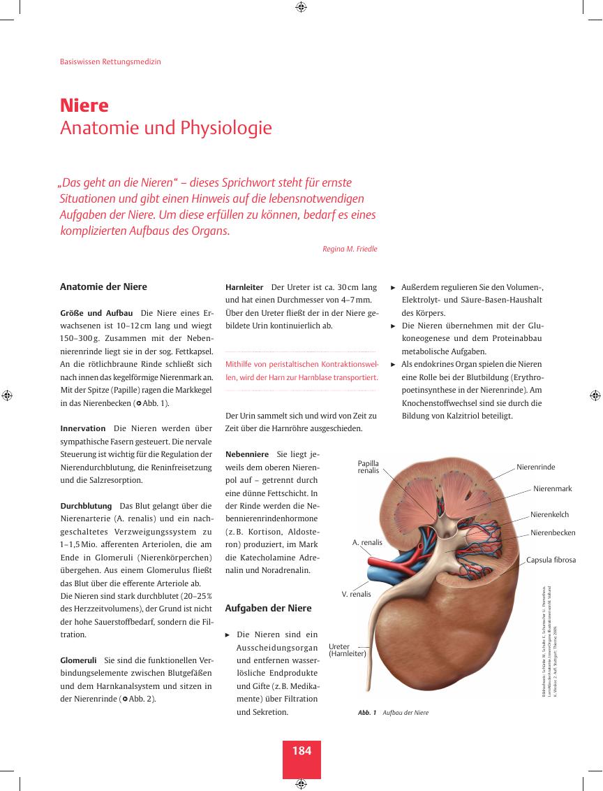 Vorschauseite 1: Niere ? Anatomie und Physiologie