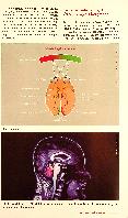 Vorschauseite 3: Das Gehirn im Mittelpunkt: Neuroathletik zur Prävention und Leistungssteigerung