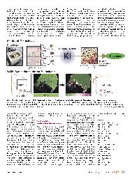 Vorschauseite 2: KI in der Darmkrebs-Diagnostik