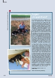 Vorschauseite 1: Projekt „Gruppenhund“