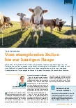 Vorschauseite 1: Tierische Gefahren: Vom stampfenden Bullen bis zur haarigen Raupe