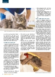 Vorschauseite 2: Tierische Gefahren: Vom stampfenden Bullen bis zur haarigen Raupe
