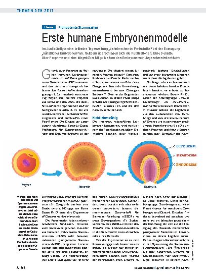 Vorschauseite 1: Pluripotente Stammzellen: Erste humane Embryonenmodelle