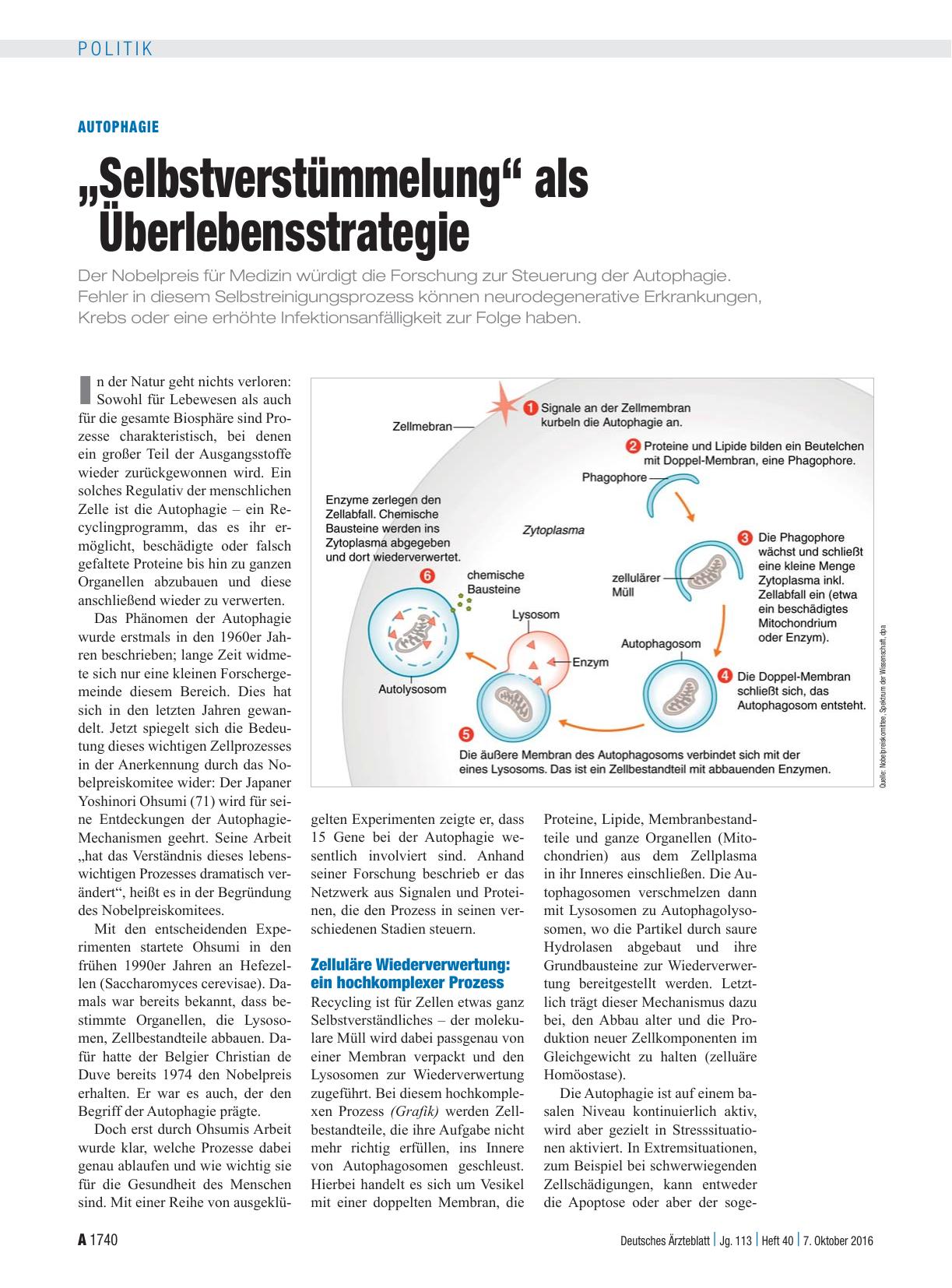 Vorschauseite 1: Autophagie: „Selbstverstümmelung“ als Überlebensstrategie