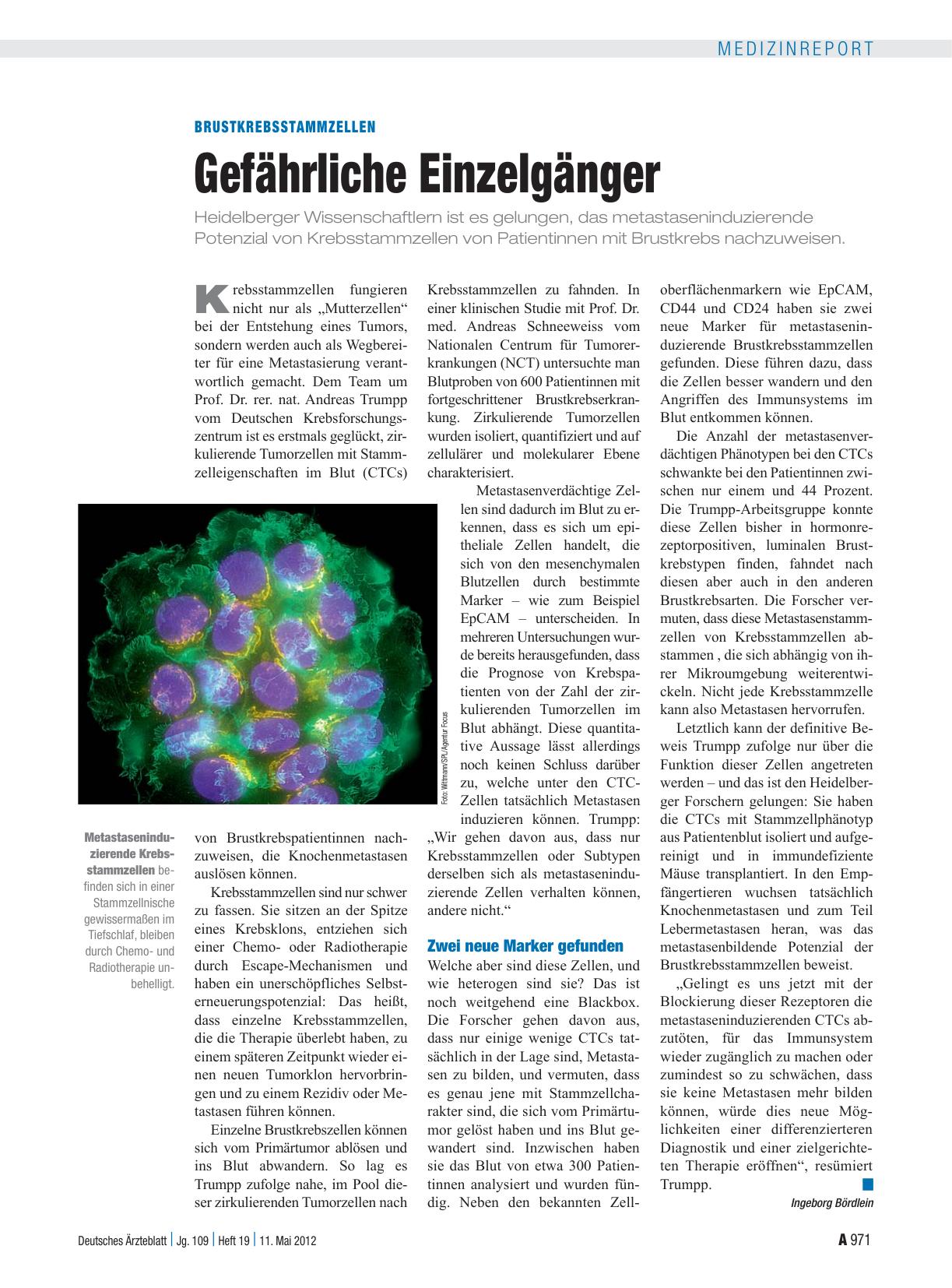 Vorschauseite 1: Brustkrebsstammzellen: Gefährliche Einzelgänger