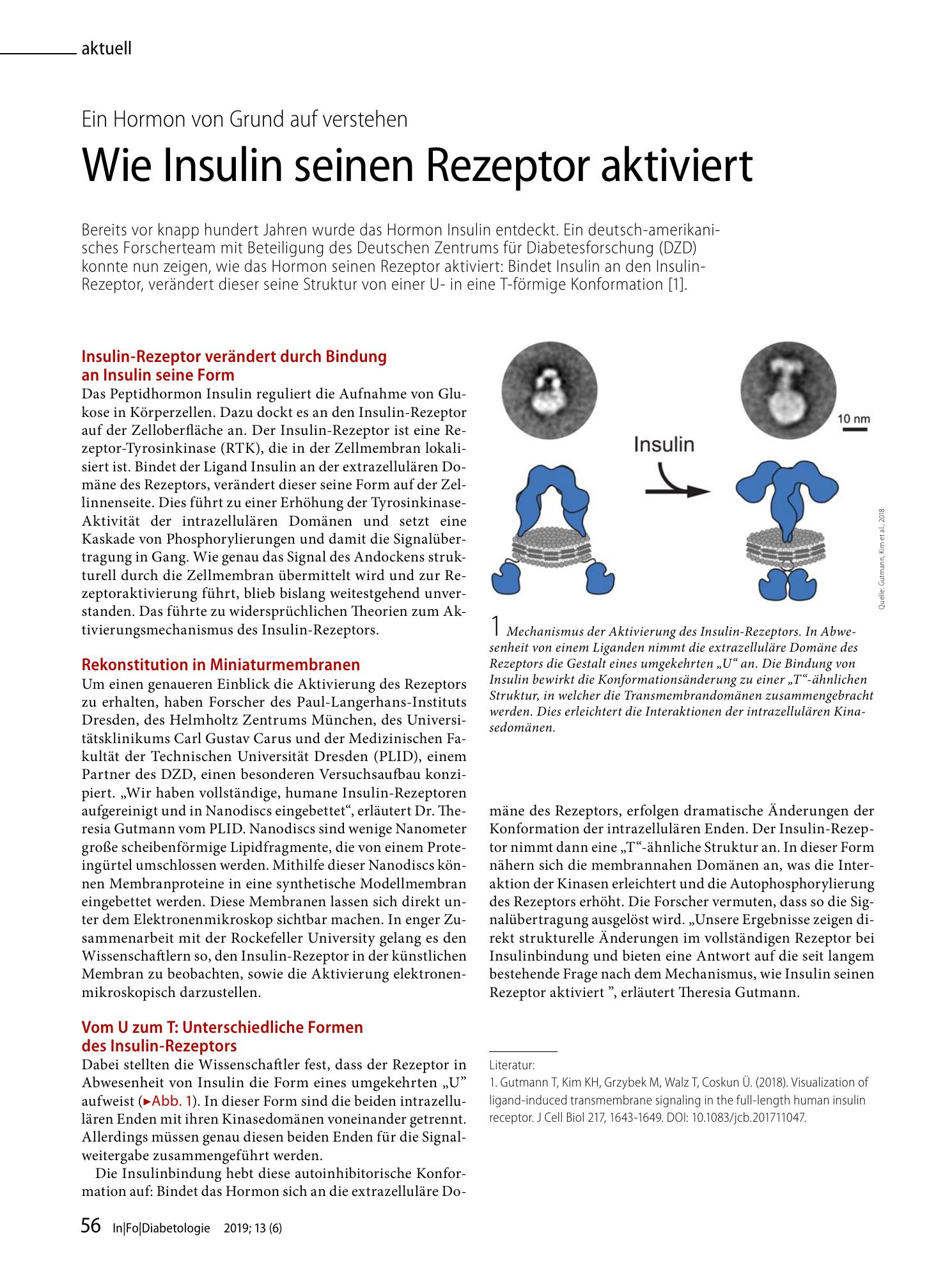 Vorschauseite 1: Wie Insulin seinen Rezeptor aktiviert