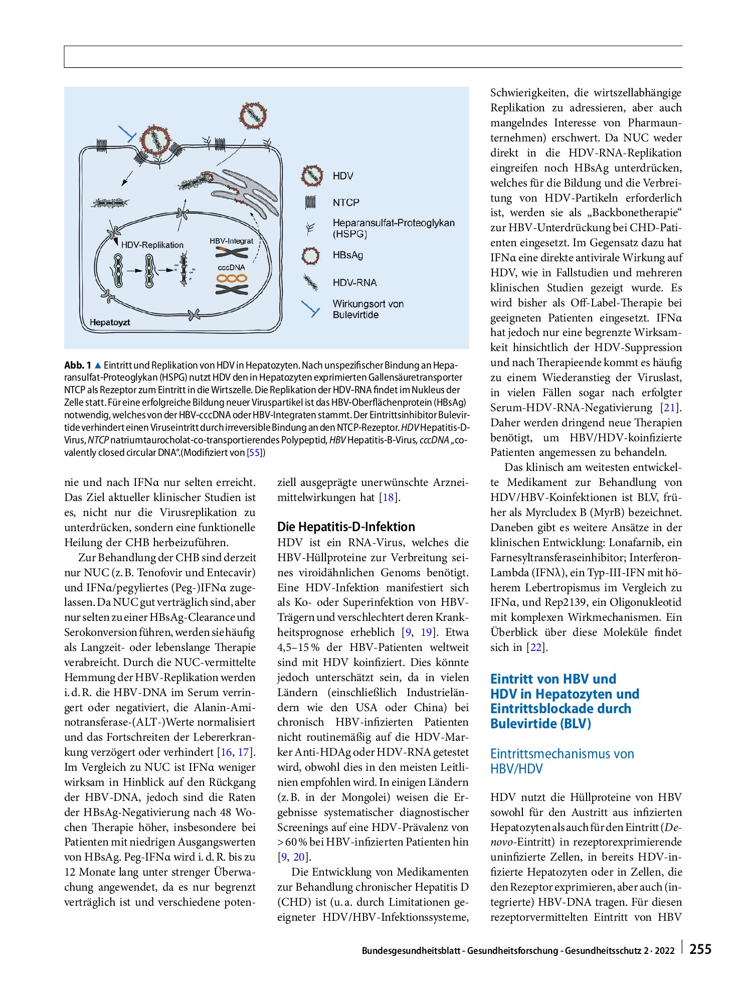Vorschauseite 2: Bulevirtide als erster spezifischer Wirkstoff gegen Hepatitis-D-Virusinfektionen – Mechanismus und klinische Wirkung