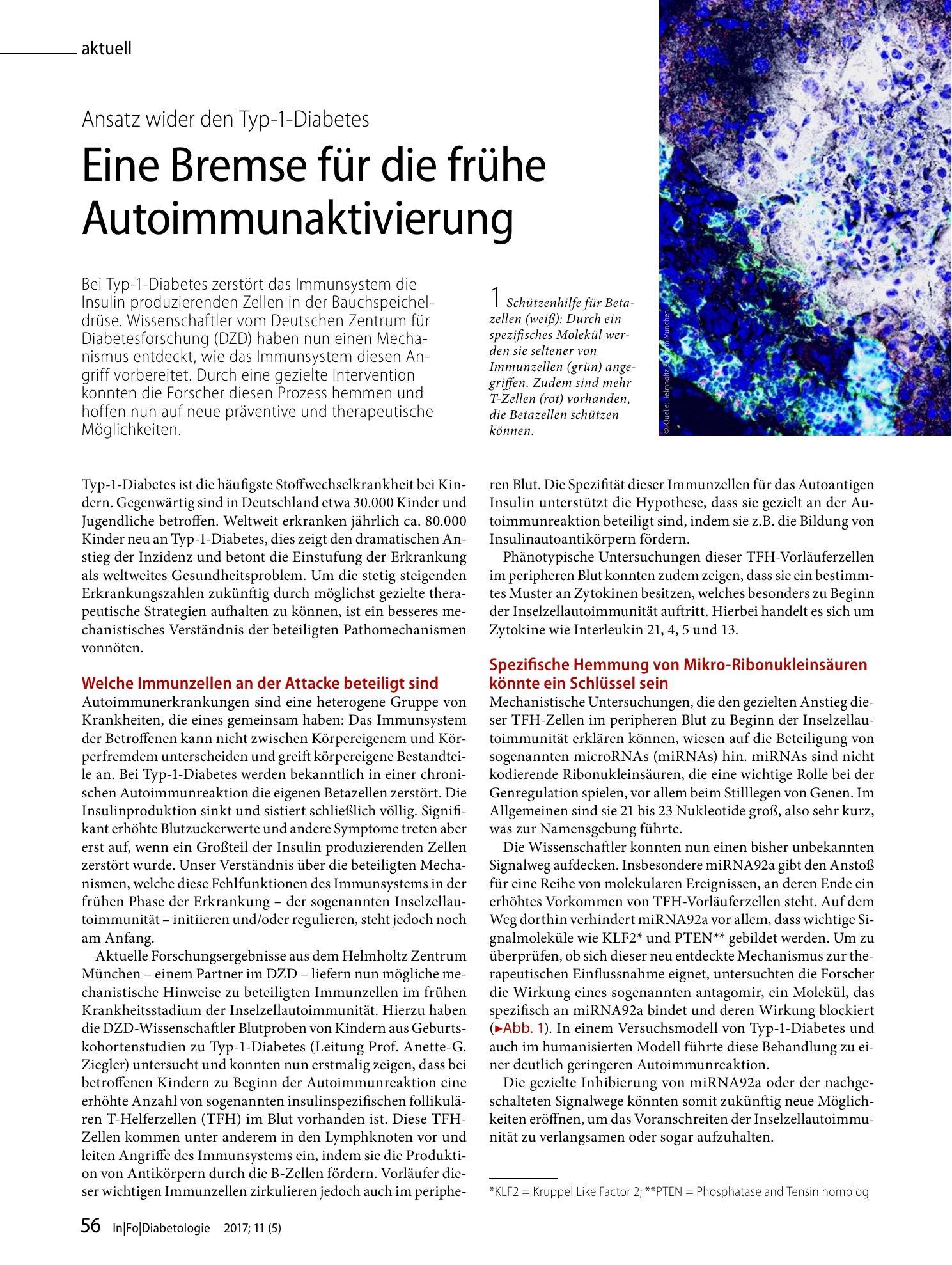 Vorschauseite 1: Eine Bremse für die frühe Autoimmunaktivierung