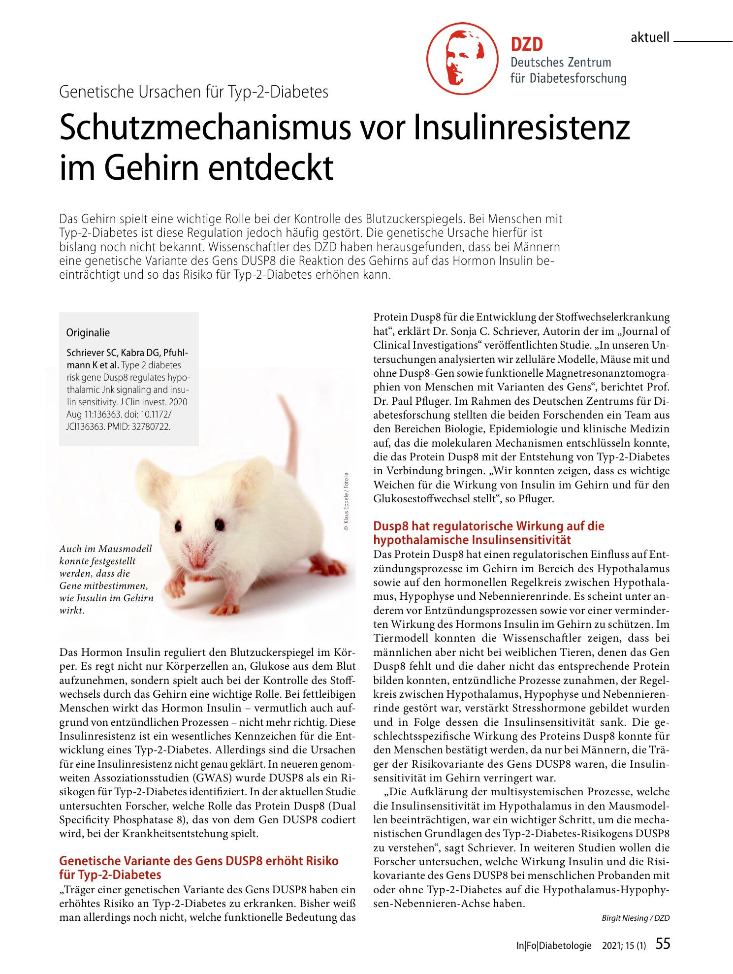 Vorschauseite 1: Schutzmechanismus vor Insulinresistenz im Gehirn entdeckt