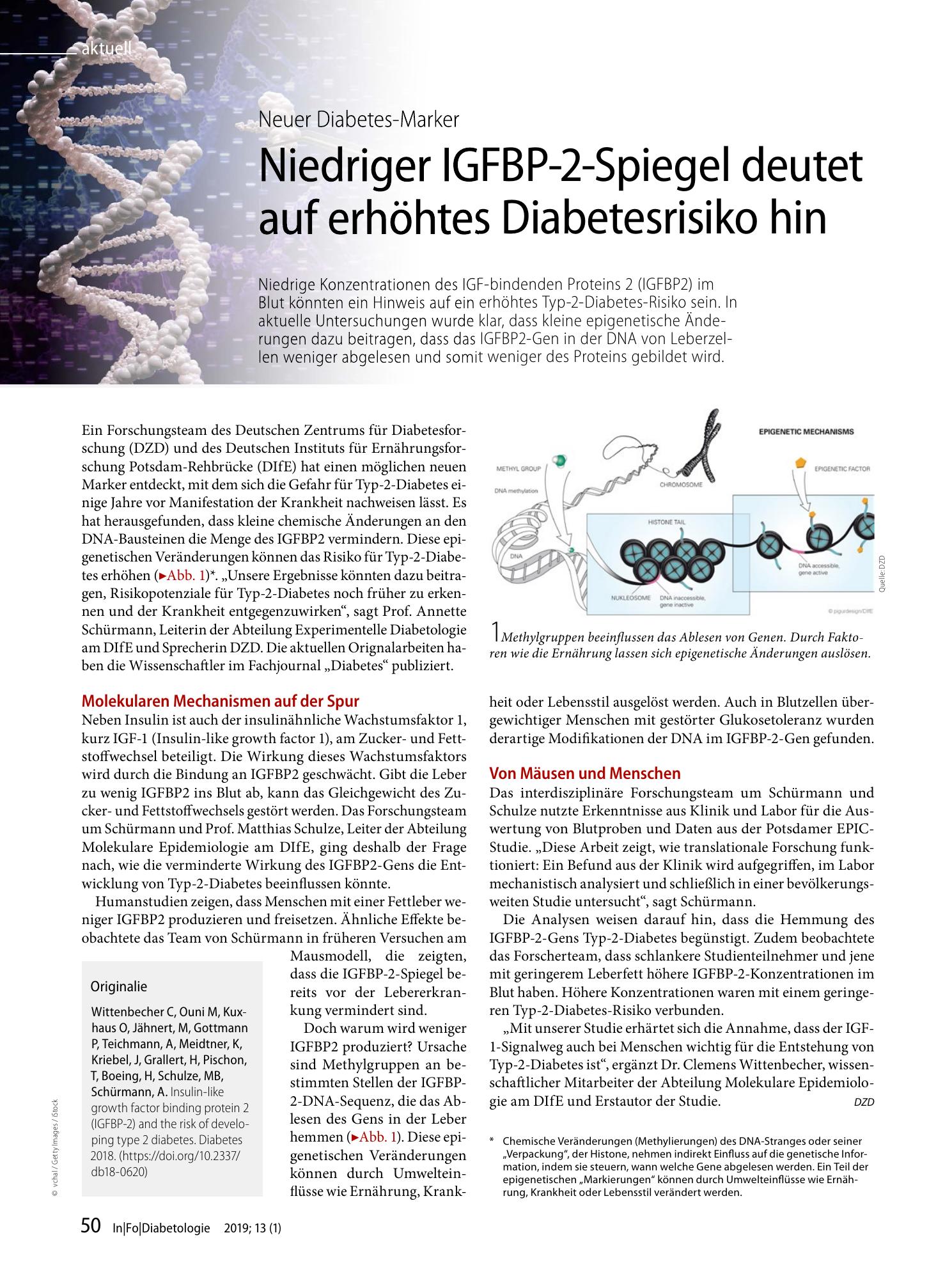 Vorschauseite 1: Niedriger IGFBP-2-Spiegel deutet auf erhöhtes Diabetesrisiko hin