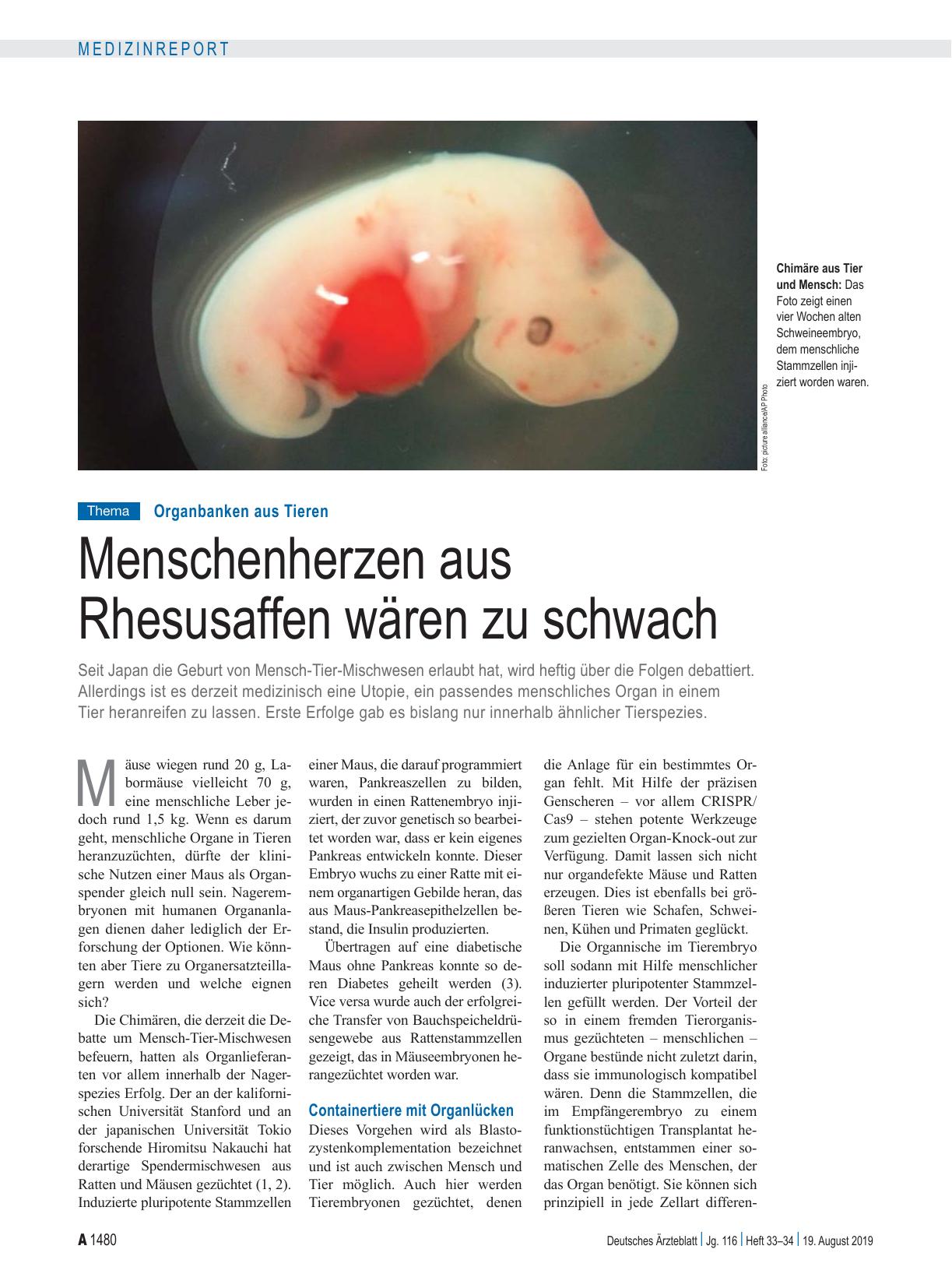 Vorschauseite 1: Organbanken aus Tieren: Menschenherzen aus Rhesusaffen wären zu schwach