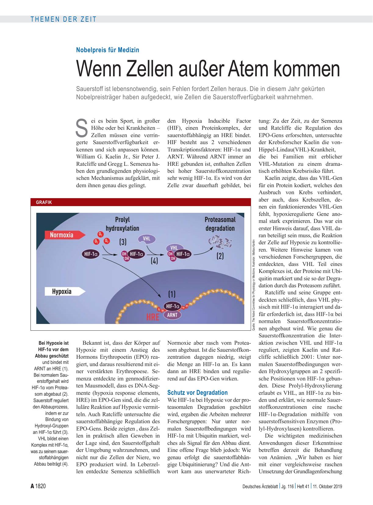 Vorschauseite 1: Nobelpreis für Medizin: Wenn Zellen außer Atem kommen
