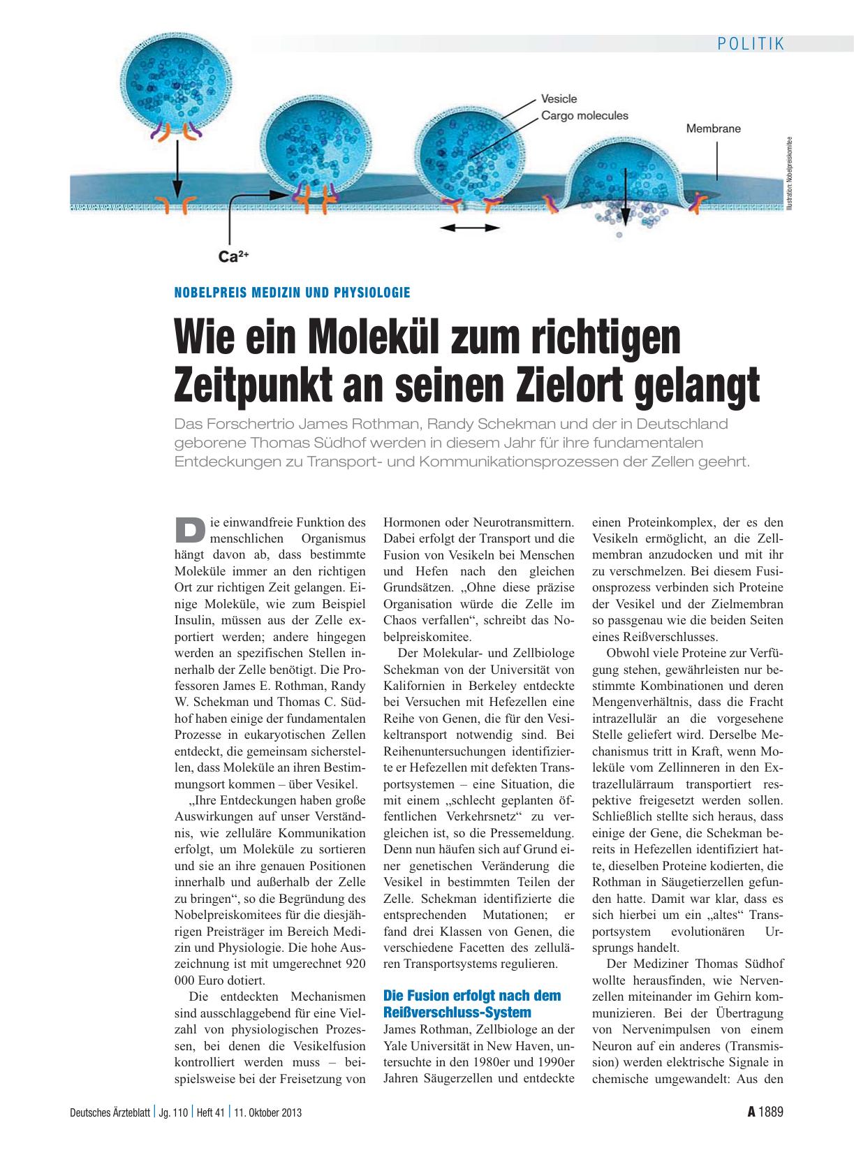 Vorschauseite 1: Nobelpreis Medizin und Physiologie: Wie ein Molekül zum richtigen Zeitpunkt an seinen Zielort gelangt