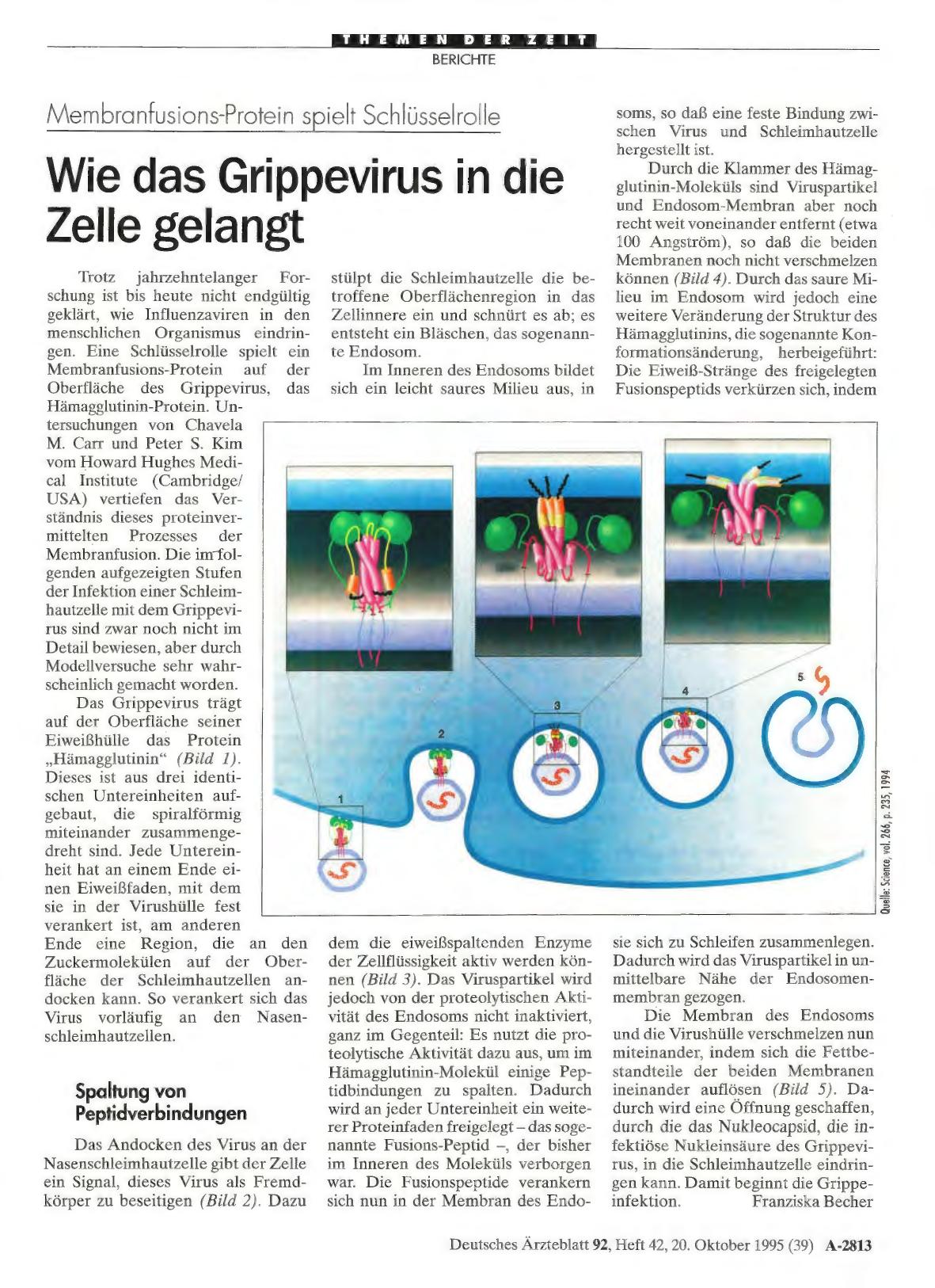 Vorschauseite 1: Membranfusions-Protein spielt Schlüsselrolle: Wie das Grippevirus in die Zelle gelangt