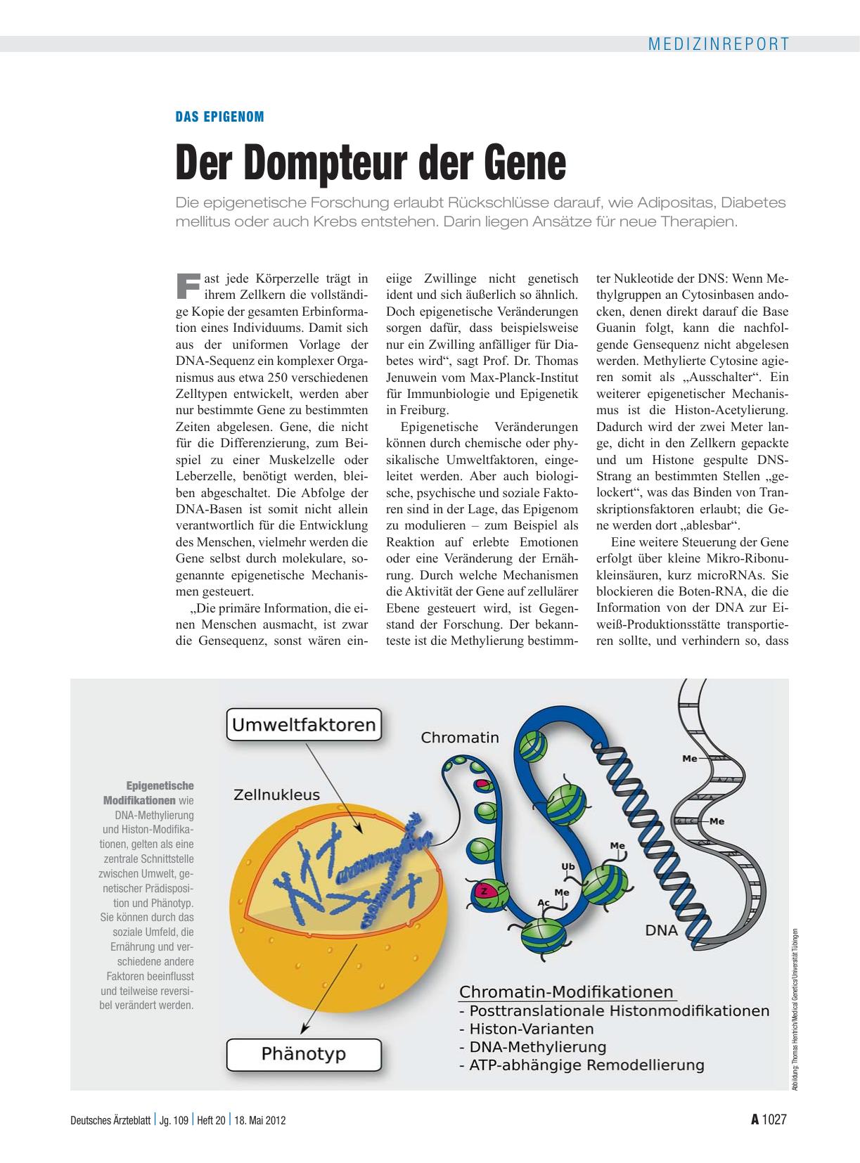 Vorschauseite 1: Das Epigenom: Der Dompteur der Gene